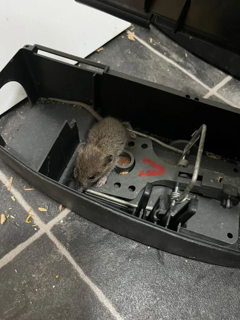 Mouse caught in a trap during mouse control in Essex