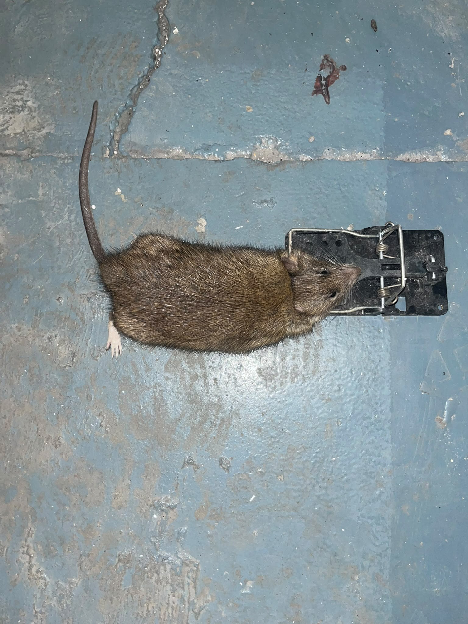 Pest control treatment and prevention in Essex