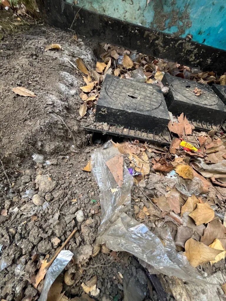 Drain cover checked for rat access during rat control in Essex